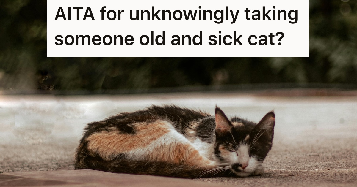 Thin cat lying outside