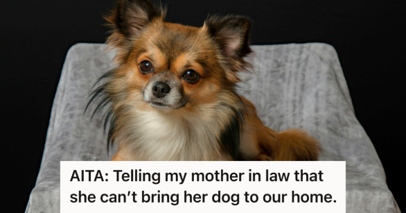 small brown chihauahua