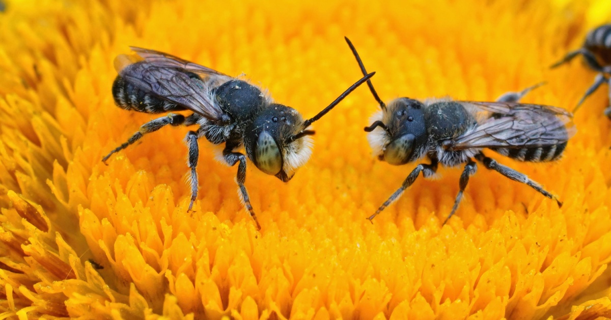 Two bees on flower