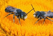 First New Member Of The Megachile Bee Group Discovered In 20 Years Gets A Devilish Name Thanks To The Horns Females Have On Their Heads