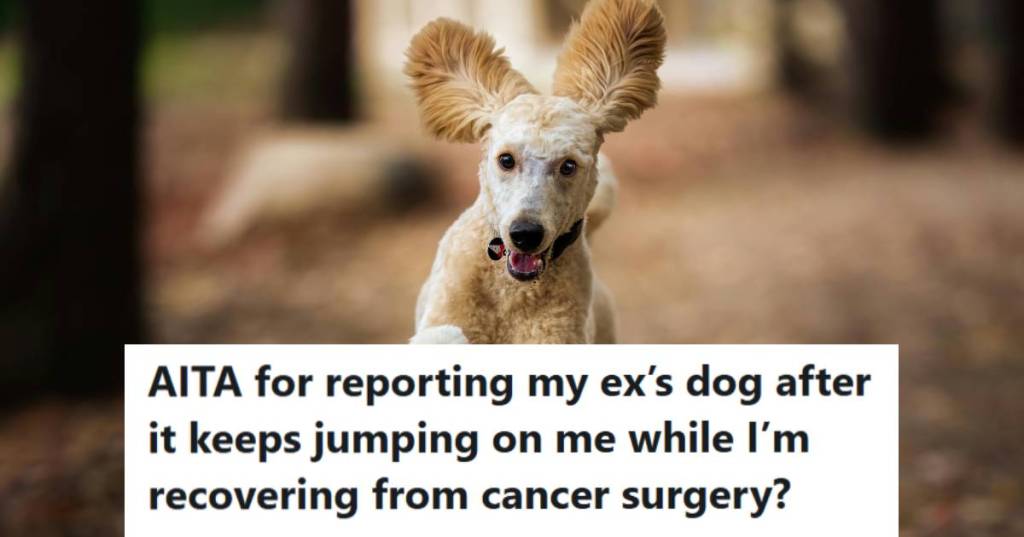 Blonde Poodle mix running and getting ready to jump on someone