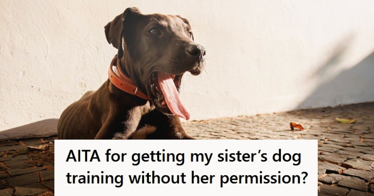 Great dane puppy yawning