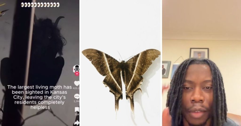 Giant moth