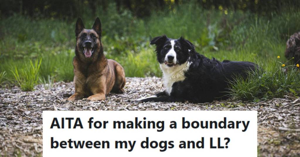 Two rescue dogs laying in their backyard, minding their own business