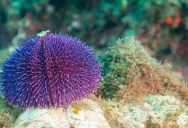 Sea Urchins Might Not Be As Simple As Once Thought. New Study Finds That Their Entire Body May Be Their Brain.