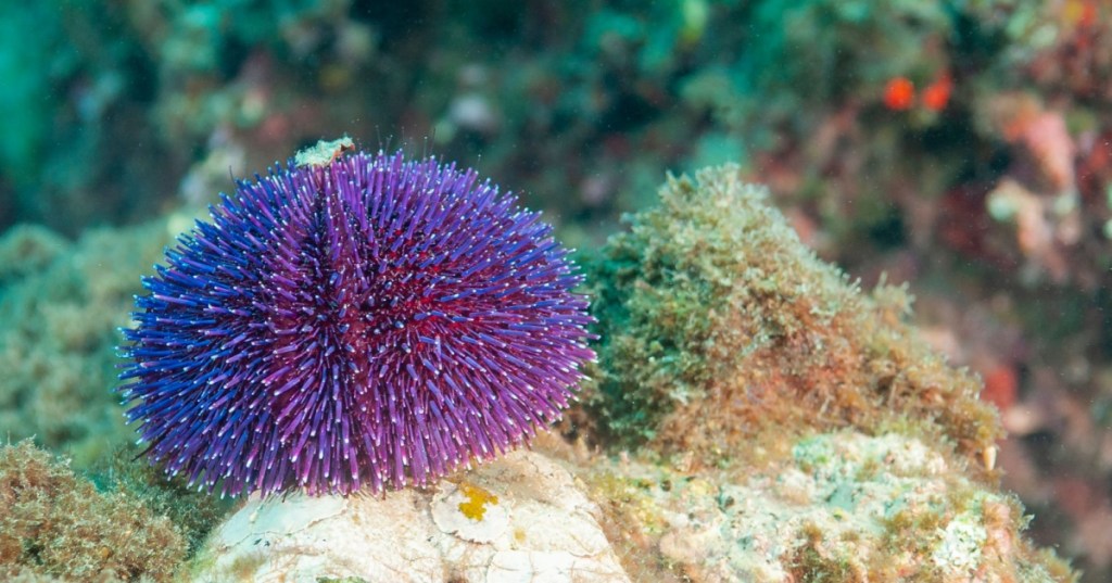 Purple Sea Urchin