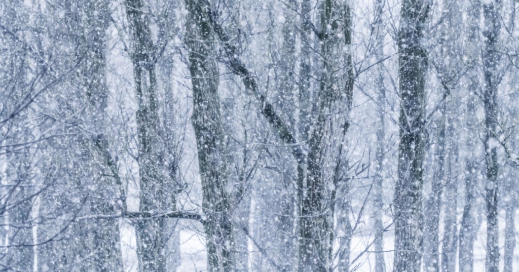 Fresh snow on trees
