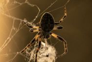 Trashline Orbweaver Spiders Have Been Observed Creating Large Spider Scarecrows Out Of Bits Of Other Insects And Debris, Likely In Order To Scare Away Predators