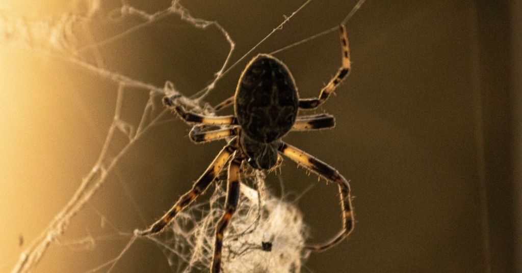Spider working on web