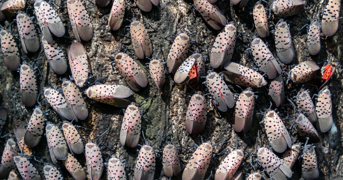 Virginia Invasive Insects Virginia Is Battling Two Invasive Species That Are Devastating The ...