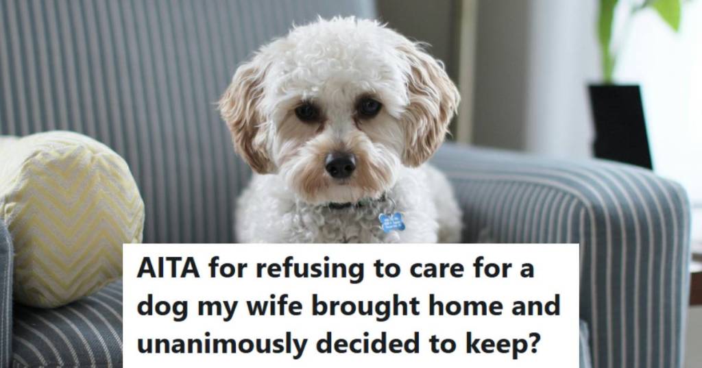 Cute, small dog laying on a chair looking for an owner to get it a treat