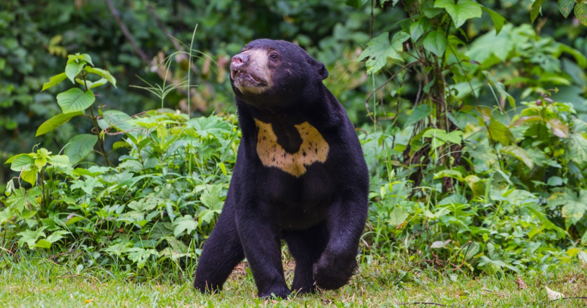 Sun Bear