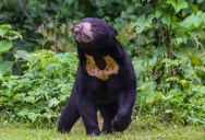 The Smallest Bear Species In The World May Not Look Intimidating, But You Wouldn’t Want To Get Too Close As Its Jaws Are Powerful Enough To Rip Open A Tree