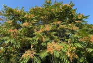 Virginia Is Battling Two Invasive Species That Are Devastating The Native Plant Population