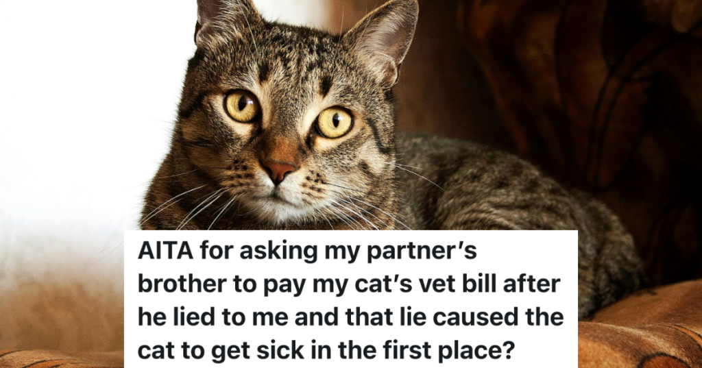 black and gray striped cat