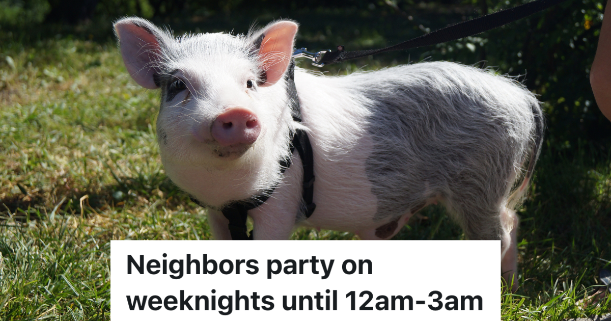 pig and black pig on a leash