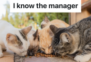 HOA Board Member Sees Woman Leaving Food Outside For Feral Cats, So He Tells Her To Remove It Or He’ll Throw It Away