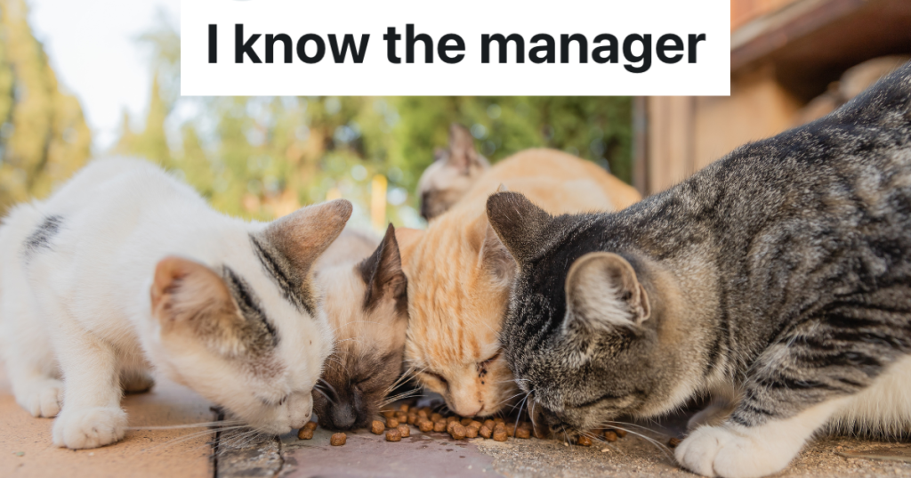 four cats eating cat food off the ground