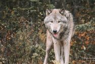 Wolves Have Been Seen Pulling Crab Traps Out Of The Ocean To Get The Bait, Sparking A Debate Over Whether This Is The First Example Of Wolves Using Tools