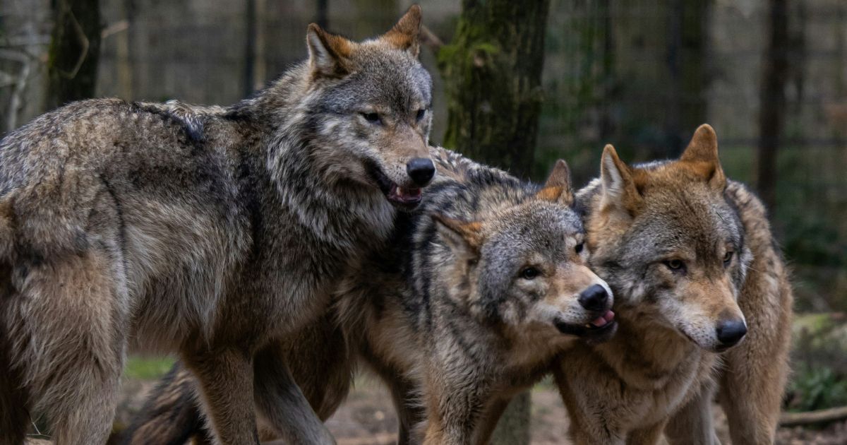 Wolves Have Been Seen Pulling Crab Traps Out Of The Ocean To Get The ...