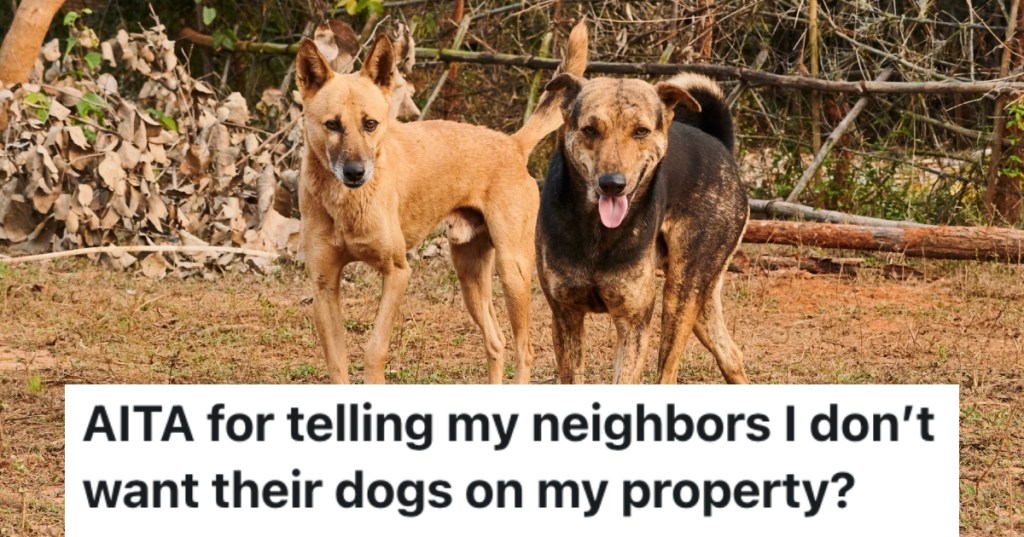two dogs in a yard