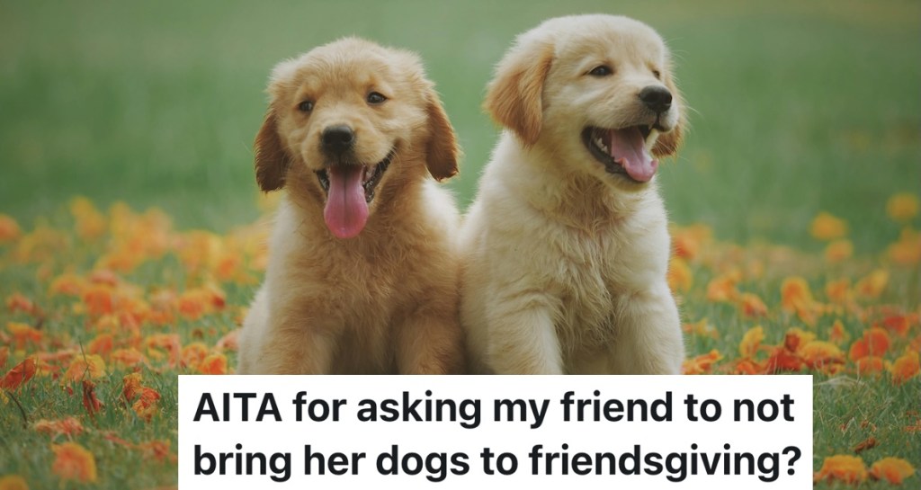 two golden retriever puppies
