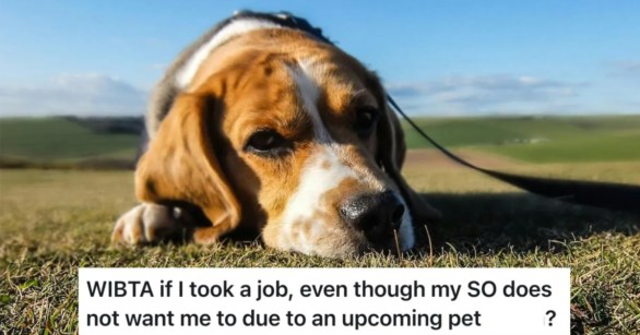 dog looking sad on a leash in the grass