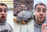 A Wildlife Expert Warned People Against Burying Their Turtles For Their Winter Hibernation