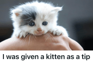 Pizza Delivery Driver Expected A Cash Tip, But The Customer Handed Her A Kitten Instead