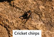 College Student Got Pushed Out Of A Shared Rental House By Judgmental Roommates, So He Hid Fake Crickets Throughout The Home And Left Them Chirping For Months