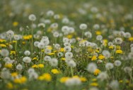 As You Pull On Your Gardening Gloves To Tackle Them Once Again This Year, What Exactly Is A Weed?