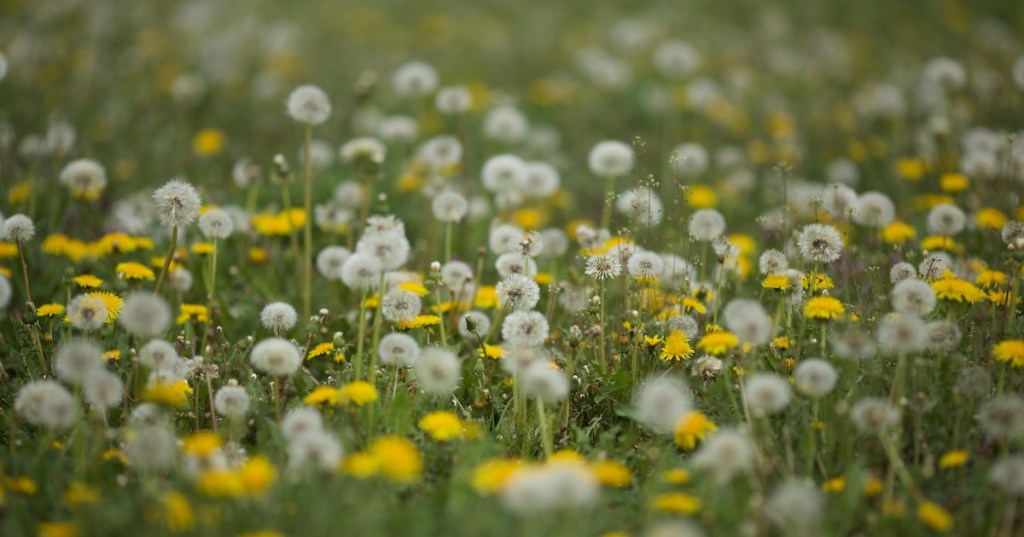 Dandelions on a lawn