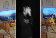 Dogs Love To Play In The Silliest Of Ways, But Sometimes That Leads To Some Unexpected Results