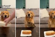 It’s Hard For Dogs To Leave Food Alone, But When They’re Well Trained, They’ll Do It… Even If The Cat Doesn’t Play Along