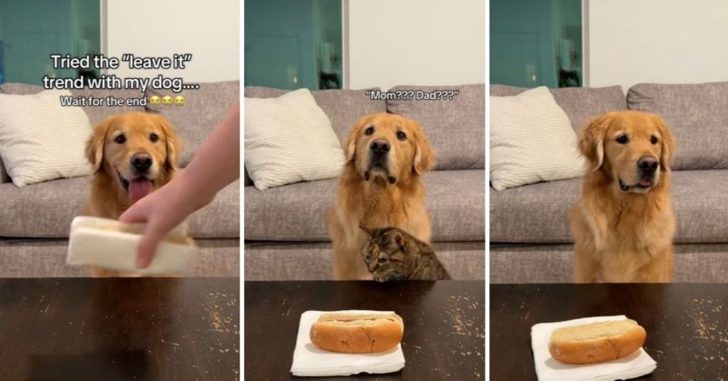 Dog waiting for food