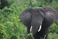 New Report Shows That There Are As Many As 10,000 More African Forest Elephants In The Wild Than Previously Believed