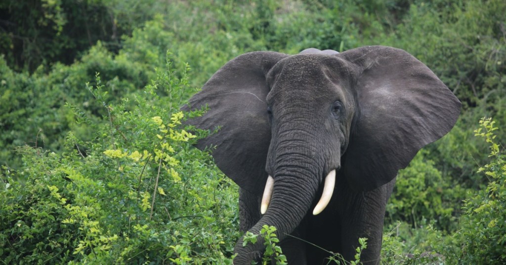 African Forest Elephant