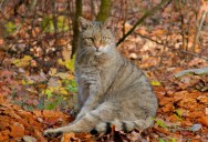 New Study Shows That Domestic House Cats Haven’t Been Around Nearly As Long As Previously Believed