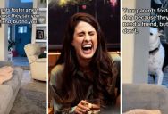 ‘I’m not going to call him brother.’ – Adopting A New Dog Can Be Fun, But Your Existing Pooch Might Not Like The Change At First