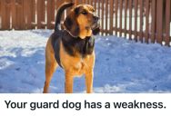 Pizza Delivery Guy Gave Off A Strong Pizza Smell, So The Customer’s Pooch Immediately Took A Liking To Him