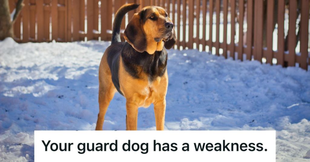Bloodhound standing in a fenced area