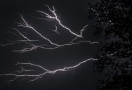 We All Know To Stay Away From Trees During A Thunderstorm – But For The Trees Themselves, Something Extraordinary Is Going On Beneath The Surface