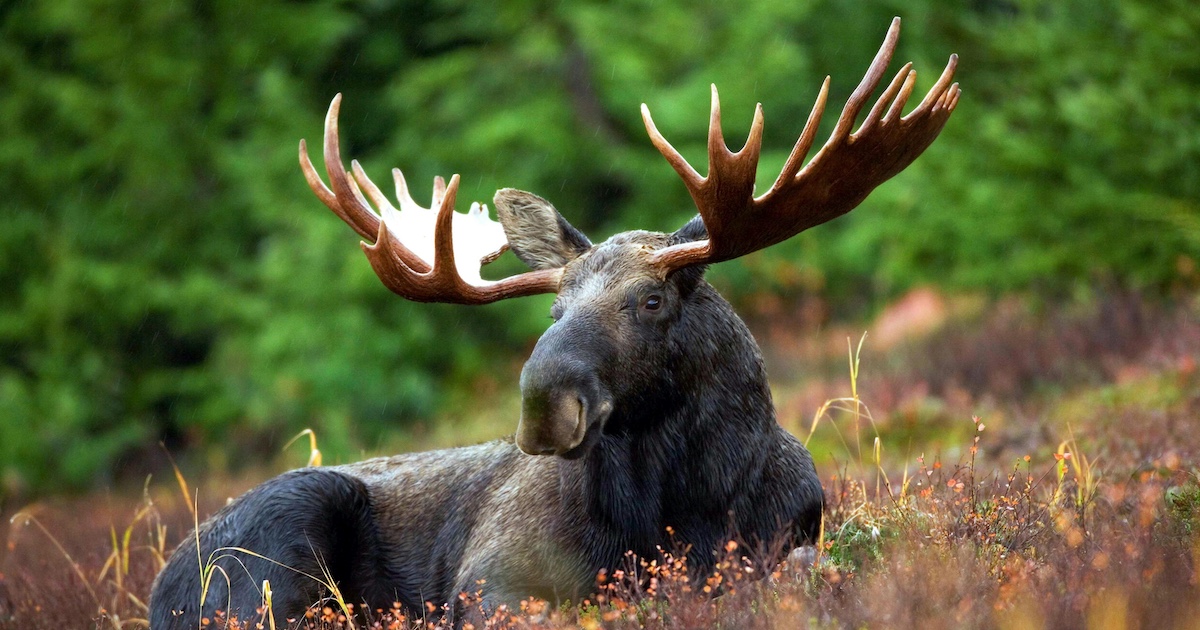 The Incredible Truth About Moose, Or Why These Hefty Beasts Are So Iconic A moose in a field