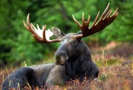 The Incredible Truth About Moose, Or Why These Hefty Beasts Are So Iconic