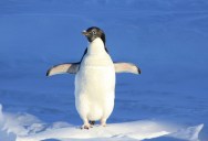 East Antarctica Is Incredibly Cold, But It Has Lost 1.85 Trillion Tons Of Ice In The Past Two Decades Due To Global Warming