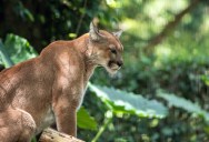Wild Cats In The Guatemalan Rainforest Have Adapted In A Very Specific Way To Keep Themselves And Their Fellow Cats Alive