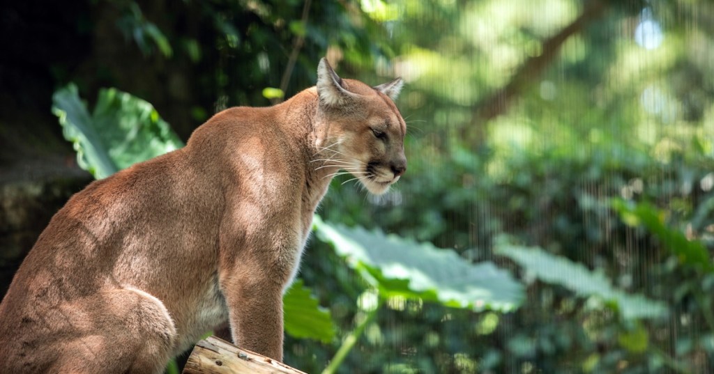 A puma in a rainforest