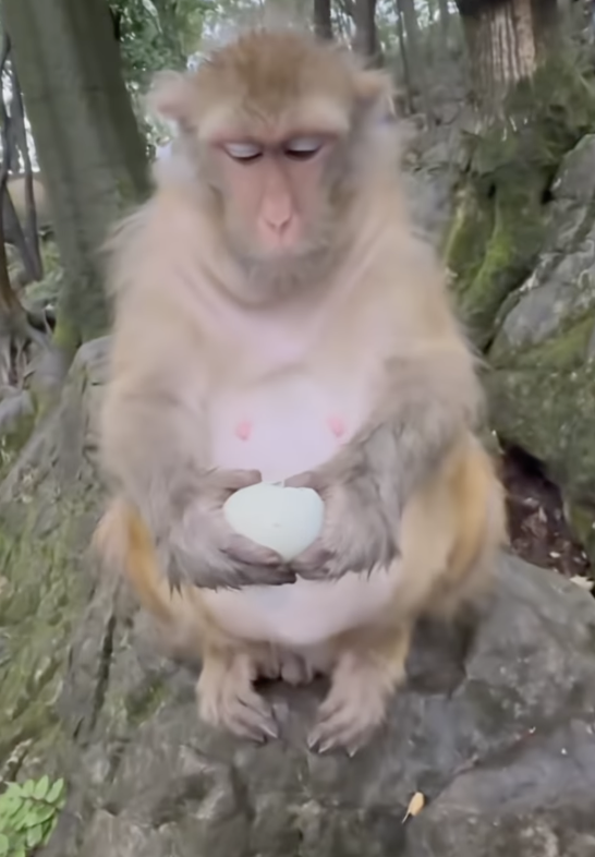 A Person Gave A Monkey An Egg And Its Reaction Has Instagram Cracking ...