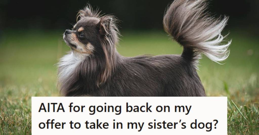 Long-haired Chihuahua standing outside in the grass