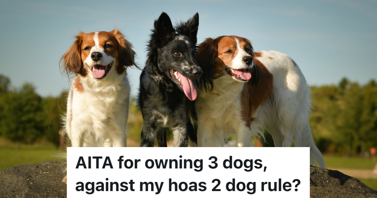 two brown and white dogs and one black dog outside